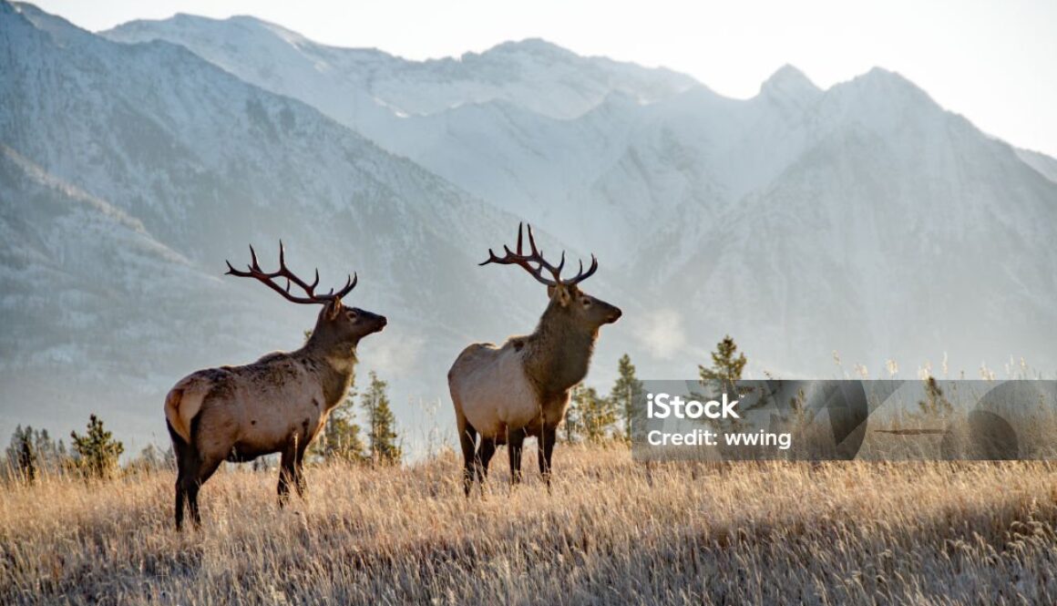 Two large bull elk in Banff National park. November